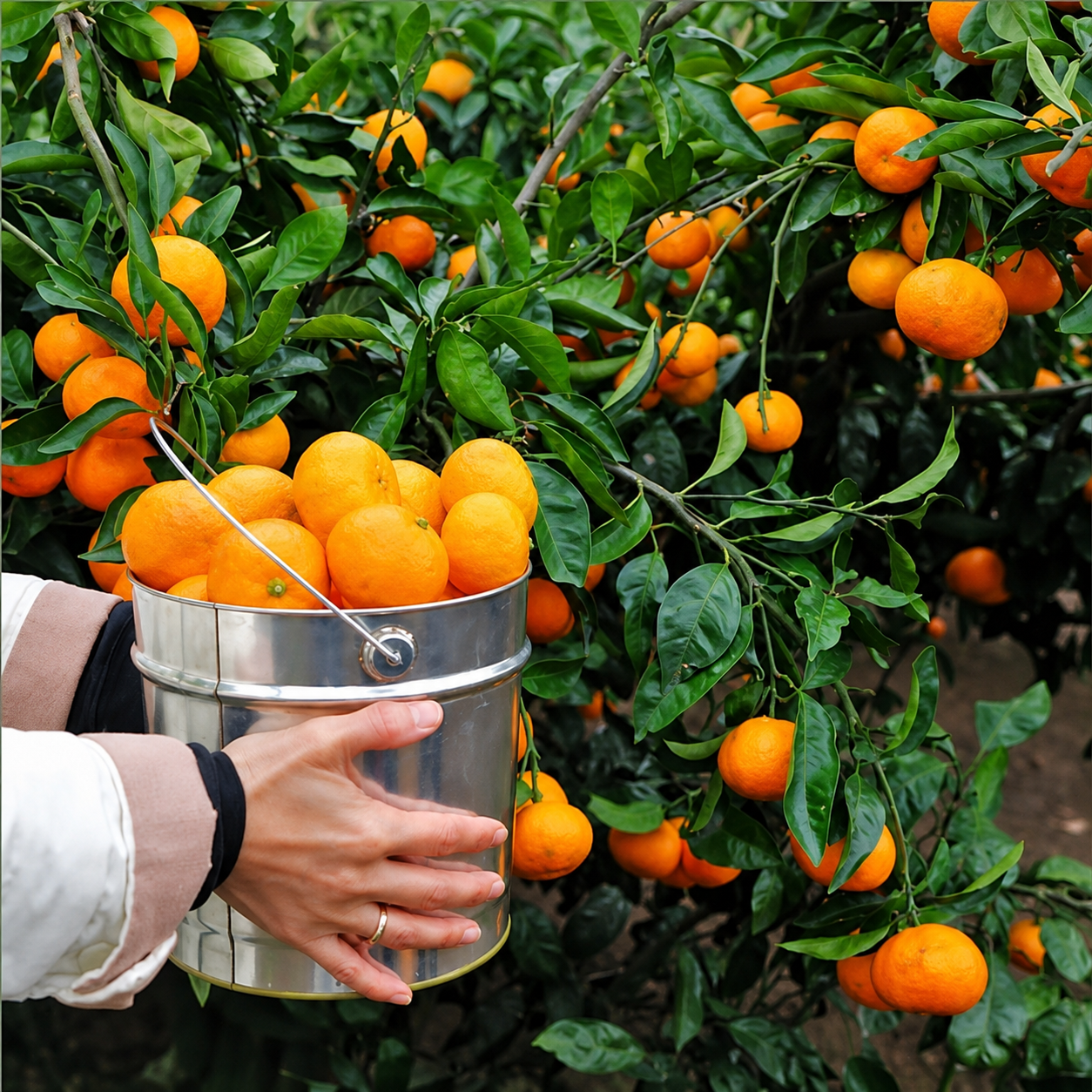 Freshly picked Jeju tangerines gathered in a metal bucket beneath the trees