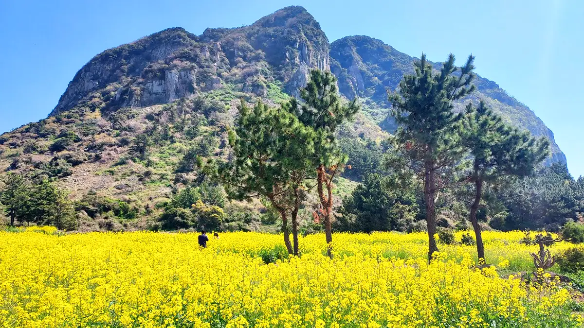 A yellow canola field and pines beneath a rocky Jeju oreum